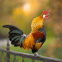 Văn bản nghị luận này giúp em hiểu thêm được gì về bài thơ Tiếng gà trưa đã học ở Bài 2?