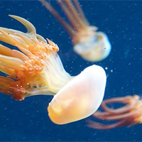 KHTN lớp 7 Bài 17: Vai của trao đổi chất và chuyển hoá năng lượng ở sinh vật