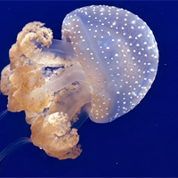 KHTN Lớp 7 Bài 19: Các yếu tố ảnh hưởng đến quang hợp