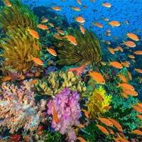 KHTN Lớp 7: Bài tập Chủ đề 8