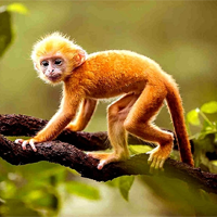 KHTN Lớp 7 Bài 26: Trao đổi nước và các chất dinh dưỡng ở động vật