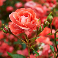 Kết bài Thơ duyên của Xuân Diệu (11 Mẫu)