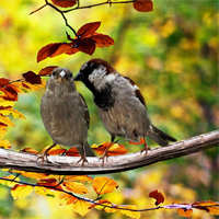 Phân tích khổ 1 bài Thơ duyên (Dàn ý + 3 Mẫu)