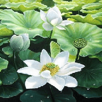 Đoạn văn ghi lại cảm xúc về bài ca dao Trong đầm gì đẹp bằng sen (8 mẫu)