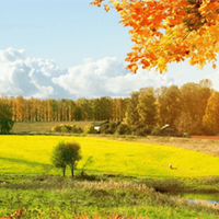 Cảm nhận bài thơ Nắng đã hanh rồi (Dàn ý + 4 Mẫu) 