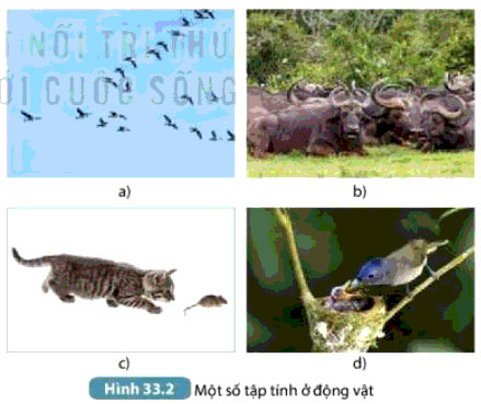 Hình 33.2a, b, c, d
