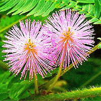 KHTN Lớp 7 Bài 33: Cảm ứng ở sinh vật và tập tính ở động vật