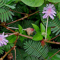 KHTN Lớp 7 Bài 34: Vận dụng hiện tượng cảm ứng ở sinh vật vào thực tiễn