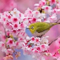 Đoạn văn cảm nhận về cảnh sắc và không khí mùa xuân ở quê hương em