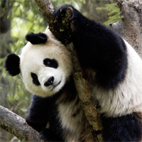 Viết đoạn văn tiếng Anh về Quỹ Bảo vệ Thiên nhiên Thế giới