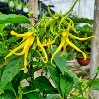 Văn mẫu lớp 10: Tóm tắt Dưới bóng hoàng lan của Thạch Lam