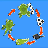 Tin học lớp 3 Bài 2: Máy tính giúp em quan sát nhiều điều kì thú