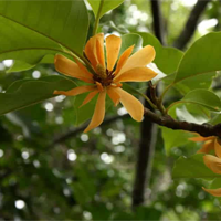 Bộ đề đọc hiểu Dưới bóng hoàng lan (Có đáp án)