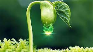 Hạt đậu nảy mầm