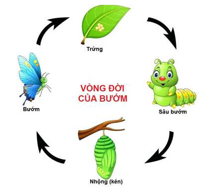 Vòng đời của bướm
