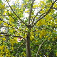 Văn mẫu lớp 10: Ý nghĩa nhan đề tác phẩm Dưới bóng hoàng lan