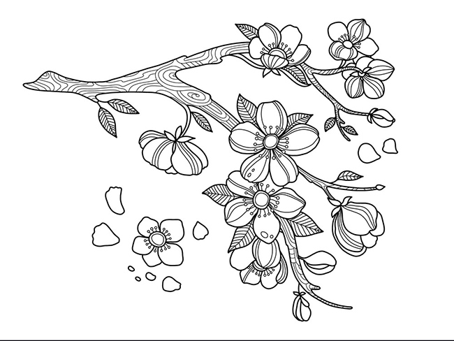 Tranh tô màu canh mai