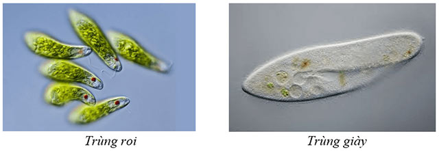  Vẽ hình trùng roi và trùng giày 