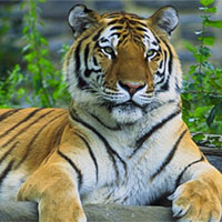 Văn mẫu lớp 9: Cảm nhận khổ cuối bài thơ Nhớ rừng