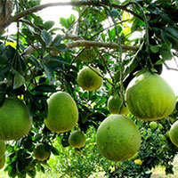 Dàn ý Tả cây bưởi (5 mẫu)