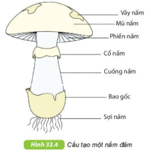 Hình 33.4