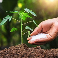 KHTN Lớp 7 Bài 36: Thực hành chứng minh sinh trưởng và phát triển ở thực vật, động vật