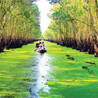 Văn mẫu lớp 10: Đoạn văn nói về vẻ đẹp của tình yêu luôn gắn với hình ảnh quê hương qua Đi trong hương tràm