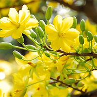 Phân tích bài thơ Xuân về (Dàn ý + 8 Mẫu)