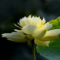 Văn mẫu lớp 7: Giải thích câu tục ngữ Chết trong còn hơn sống đục