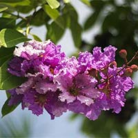 Tập làm văn lớp 5: Tả cây bằng lăng (Dàn ý + 6 mẫu)