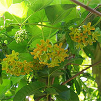 Tập làm văn lớp 5: Tả giàn hoa thiên lý (Dàn ý + 7 mẫu)