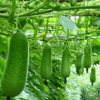 Phân tích bài thơ Mẹ và quả của Nguyễn Khoa Điềm