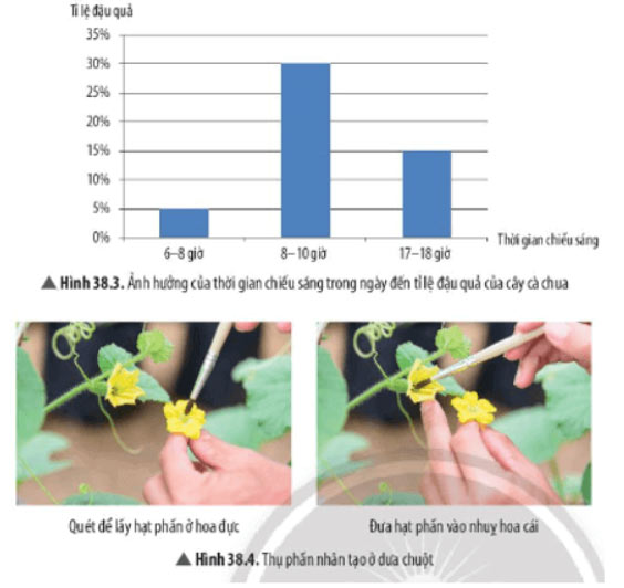 Hình 38.3 và 38.4