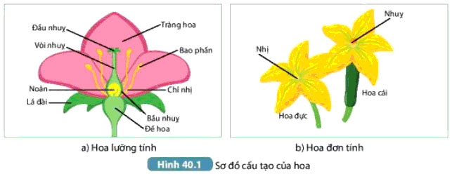 Hình 40.1