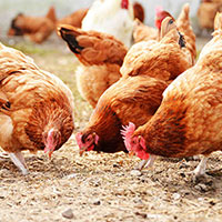 KHTN Lớp 7 Bài 41: Một số yếu tố ảnh hưởng và điều hòa, điều khiển sinh sản ở sinh vật