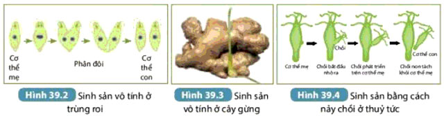Hình 39.1