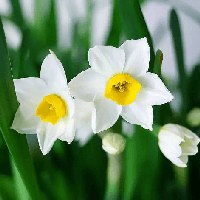 Ý nghĩa nhan đề Thủy tiên tháng Một (4 mẫu)