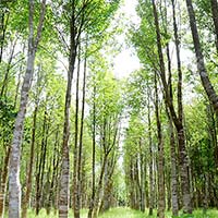 Tập làm văn lớp 4: Tả cây tràm