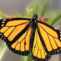 Tập làm văn lớp 4: Tả con bướm