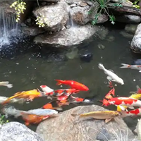 Công nghệ 7 Bài 13: Quản lí môi trường ao nuôi và phòng, trị bệnh thuỷ sản