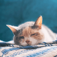 Văn mẫu lớp 7: Đoạn văn cảm nhận bài thơ Một con mèo nằm ngủ trên ngực tôi