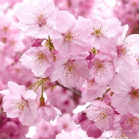 Điều mong muốn mà tác giả thể hiện ở đoạn cuối văn bản Bản tin về hoa anh đào