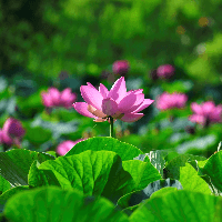 Văn mẫu lớp 7: Dàn ý giải thích bài ca dao Trong đầm gì đẹp bằng sen (2 mẫu) 