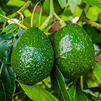 Tả cây bơ (Dàn ý + 3 mẫu)