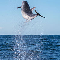 Tiếng Anh 7 Unit 8: Vocabulary