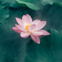 Văn mẫu lớp 7: Đoạn văn giải thích bài ca dao Trong đầm gì đẹp bằng sen (2 mẫu) 