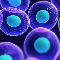 Sinh học 10 Bài 16: Chu kì tế bào và nguyên phân