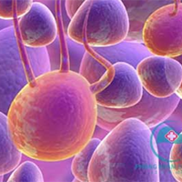 Sinh học 10 Bài 18: Thực hành làm và quan sát tiêu bản quá trình nguyên phân và giảm phân