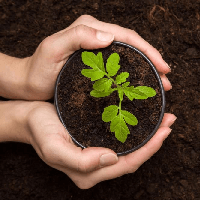 Viết 4 - 5 câu thuật lại việc trồng cây (36 mẫu)