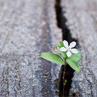 Văn mẫu lớp 9: Nghị luận về niềm hi vọng trong cuộc sống